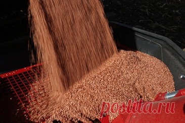 Заморозки в России привели к взлету цен на пшеницу