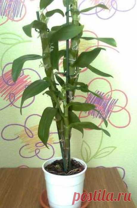 Дендробиум: уход в домашних условиях, фото орхидеи, размножение и пересадка