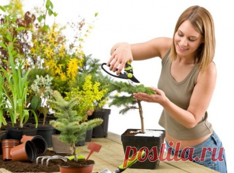 Чем подкармливать комнатные растения — Полезные советы