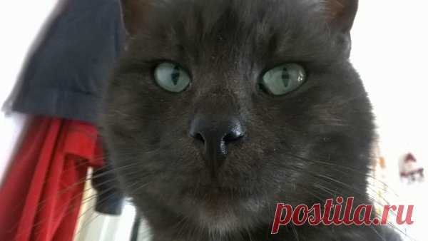 Наши коты - #1 | Кошка Чернуха и кот Беляшик | Яндекс Дзен