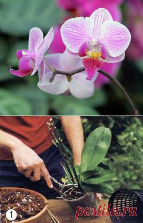 Орхидея домашняя - уход..