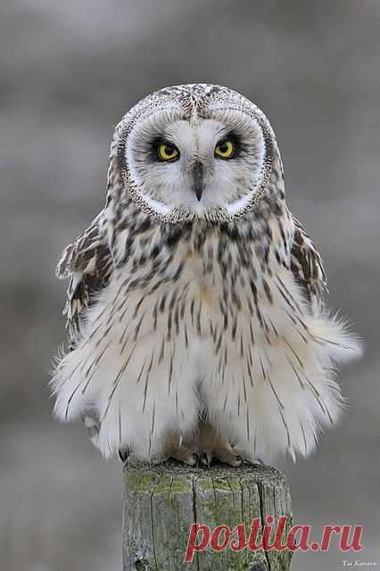 Baby Owl! Amazing World beautiful amazing - Amazing Things in the World Lovely Amazing World