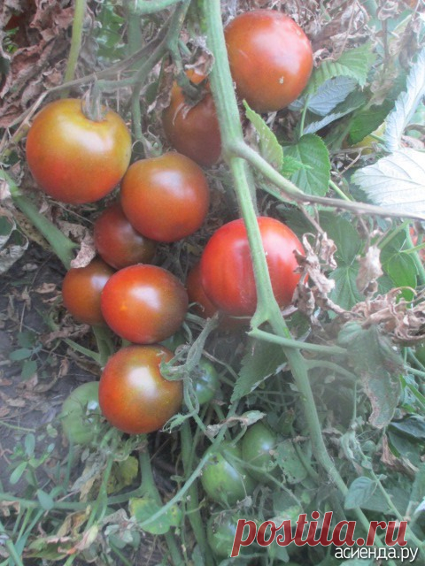 Про помидоры (часть 7): Группа Практикум садовода и огородника