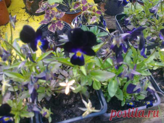 Виола трехцветная черная (Viola tricolor black)