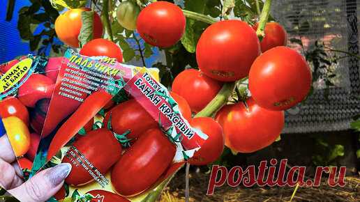 Посадив эти 3 сорта томатов вы будете собирать хороший крупный урожай | Маленькая Дача | Дзен