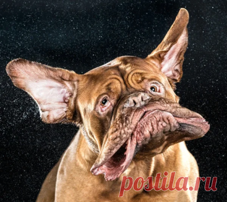 Особые собаки радуются жизни на снимках Карли Дэвидсон | Manki Blog | Яндекс Дзен
