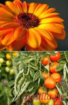Почему скручиваются листья у томатов | Самоцветик