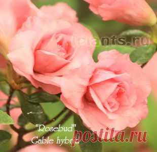Азалия Azalea Рододендрон Rhododendron - Комнатные растения и цветы