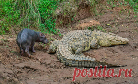 Почему крокодилы иногда нянчат маленьких бегемотов (фото, видео)
