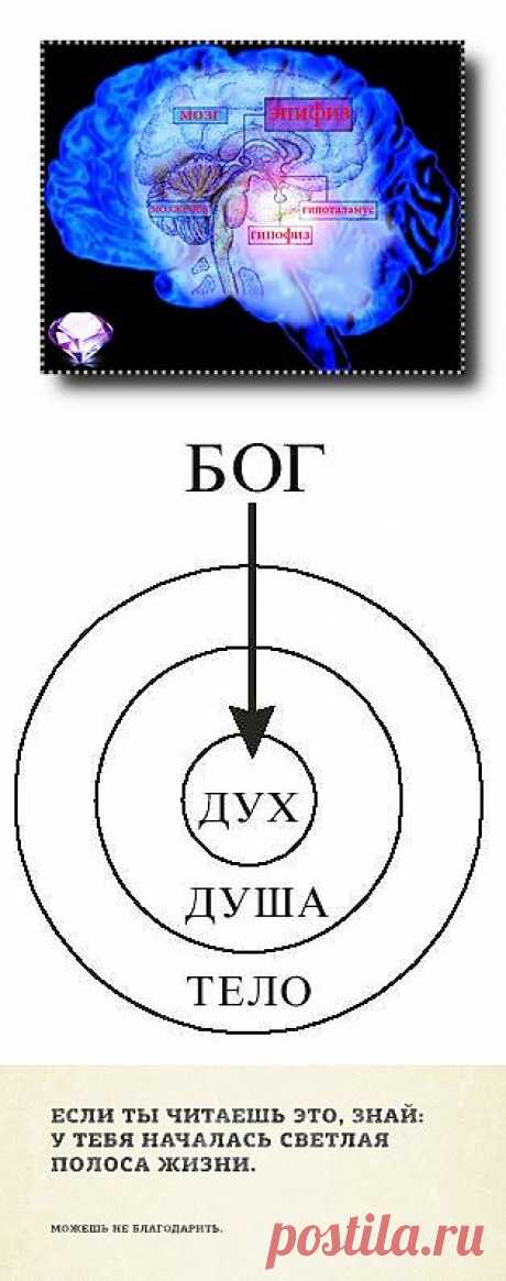 Шишковидная железа и духовное развитие.