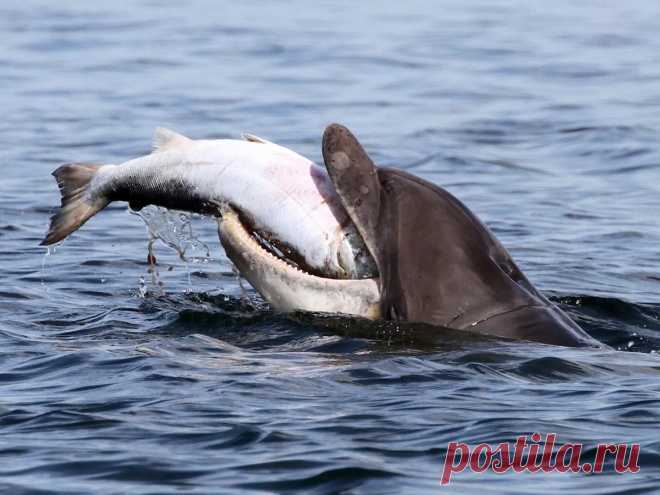 Афалина: Обратная чёрная сторона дельфинов, о которой не принято говорить | Книга животных | Пульс Mail.ru