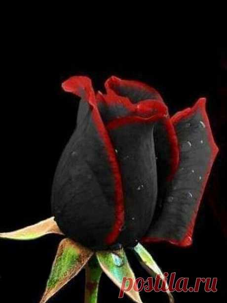 100шт черная роза Семена цветок с красным краем Редкий роза Сад бонсай Семена