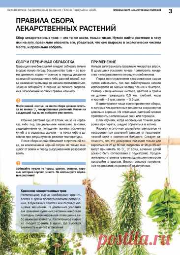 Правила сбора лекарственных растений