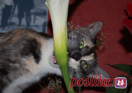 А ваш кот ест цветы? Часть 1: разбираемся в причинах | Нос, хвост, лапы | Яндекс Дзен