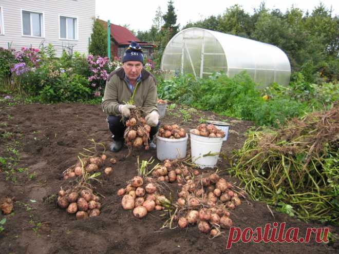 С каждого куста картофеля - по два ведра урожая