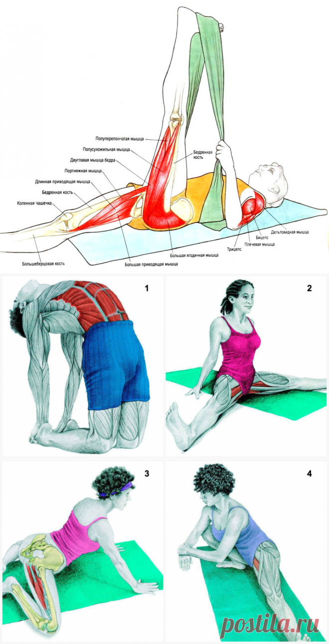 Растяжение мышц фото