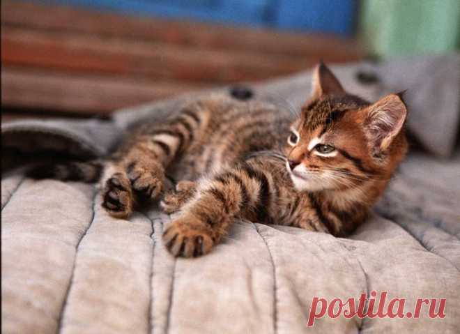 Фотография просто кот из раздела животные - Photosight.ru