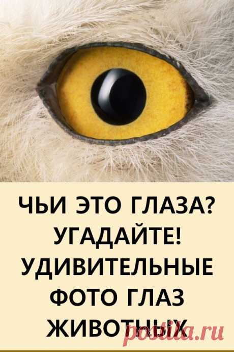 Чьи это глаза: удивительные фото глаз животных крупным планом. Всмотритесь в эти снимки, на них всех изображены глаза различных зверей и птиц, и все они удивительно диковинные.

Ведь мы никогда не всматриваемся в глаза животных, а они у них фантастические: незатейливый рисунок или сложный узор, яркий окрас глаз и четко обведенное веко. Смогли бы вы угадать без подсказок, чье «око» перед вами? #животные