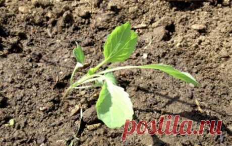 Секреты выращивания капусты брокколи в средней полосе | Капуста, лук, чеснок (Огород.ru)