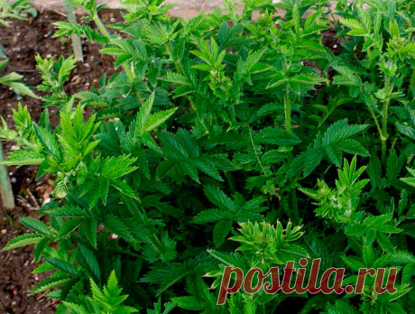 Лекарственное растение Репейничек аптечный (Agrimonia eupatoria). Многолетнее растение высотой 30-100 см. Стебель простой или в верхней части разветвленный, грубо опушенный. Листья прерывисто-непарноперистые, листочки крупно зубчатые, большие и маленькие, снизу по всей пластинке коротко и грубо опушены. Цветки 5-членные с желтыми слегка выемчатыми лепестками, собраны в длинные многоцветковые кисти; наружные щетинки чашечки отстают перпендикулярно, внутренние - сомкнуты и согнуты.
