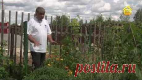 Выращивание винограда в средней полосе (ForumHouseTV)