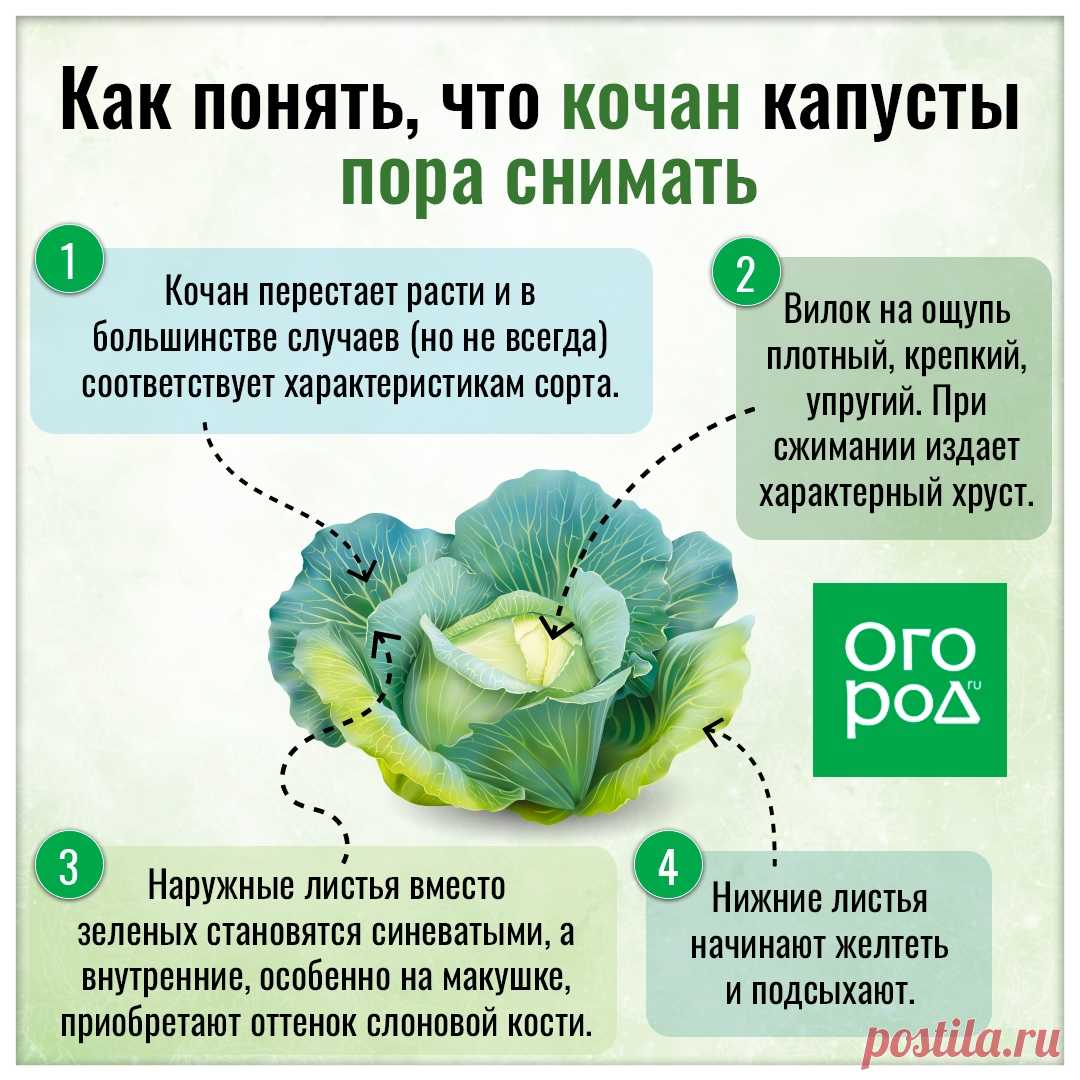 Как понять, что кочан капусты пора снимать