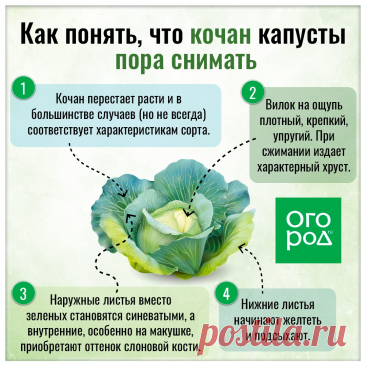 Как понять, что кочан капусты пора снимать