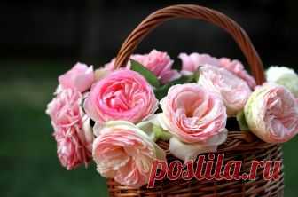 Fondos de pantalla  : Flores, Rosa, rosado, compras, flor, pétalo, Brotes, fluido, Planta de tierra, planta floreciendo, Floristería, Rosas de jardín, Familia rosa, ramo de flores, arreglos florales, diseño floral, cortar flores 3600x2380 - wallhaven - 690870 - Fondos de pantalla - WallHere