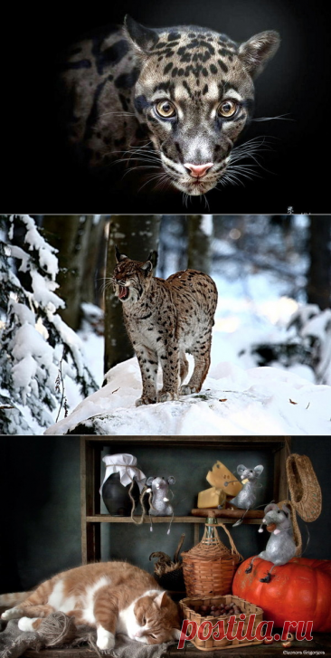 Профи снимают котиков-9 – Блог. Run, пользователь Марина Николаева | Группы Мой Мир