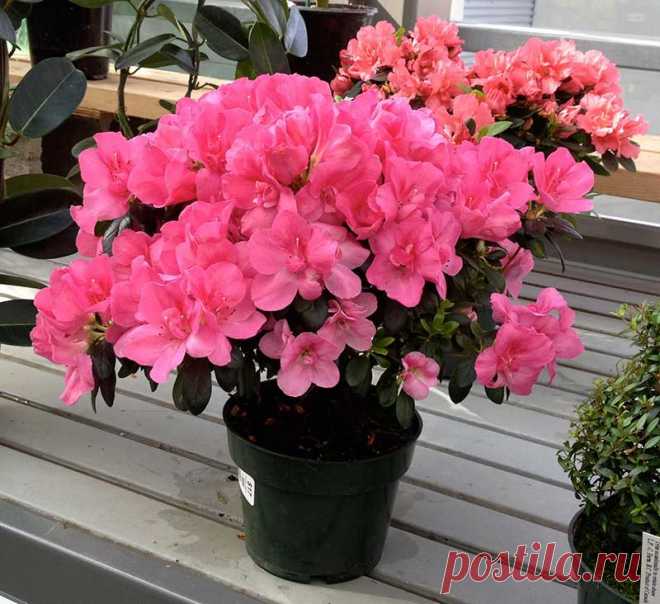Комнатное растение Азалия (Azalea). Азалия и рододендроны поддаются обрезке, поэтому из них можно сформировать и декоративный куст, и штамбовое деревце. Родоначальником всех разновидностей культурных гибридных форм считается Azalea indica. Цветение начинается зимой или ранней весной. Цветки розово-красные, 3,5-5 см в диаметре. Размножение обычно производится черенками, укореняемыми в тепличке с температурой почвы около 16 0 С. При размножении таким способом необходимо применять фитогормоны.