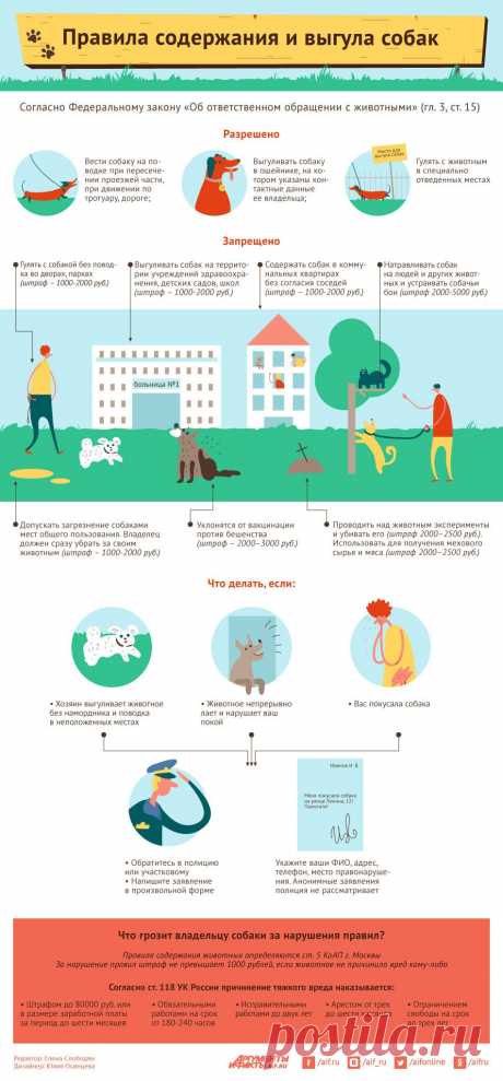 Правила содержания и выгула собак. Инфографика | Инфографика | Аргументы и Факты