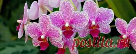 Комнатная орхидея: особенности содержания в домашних условиях Орхидея — невероятный по красоте цветок с тонким, изысканным ароматом. Не так давно растение было мало известно цветоводам-любителям, то теперь его популярность существенно возросла. Орхидею покупают ...