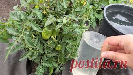Цветочные советы от Елены | Вношу летом томатам, огурцам, перцу и они сразу обильно плодоносят, повышают урожай в 2-3 раза