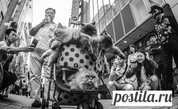 Прикольные фото с кошками. | Photo Live | Яндекс Дзен