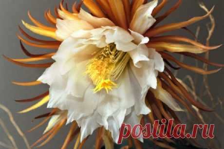 Самый дорогой и редкий цветок— Кадупул или «Королева ночи»