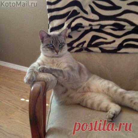 Королевский отдых | KotoMail.ru