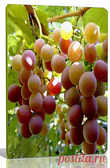 Виноград морозоустойчивый
Виноград, это конечно же незабываемый вкус и незабываемое игристое, наполненное теплом вино.