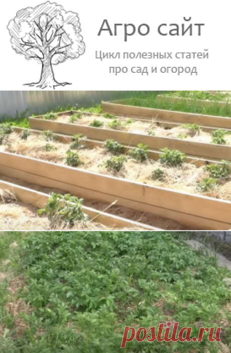 Картошка в сене - выращивание пошагово максимального урожая