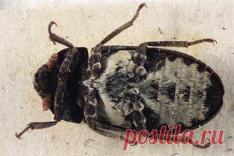 Жуткие плотоядные жуки загадочным образом вернулись в Великобританию. В Великобритании обнаружили редкий вид плотоядных жуков Dermestes Undulatus, которые, как считалось, исчезли в 2020 году. Жуков из семейства кожеедов обнаружили на крошечном острове Флэт-Холм в Уэльсе. Эти насекомые имеют достаточно жуткую репутацию, так как питаются кожей, плотью и костями животных.