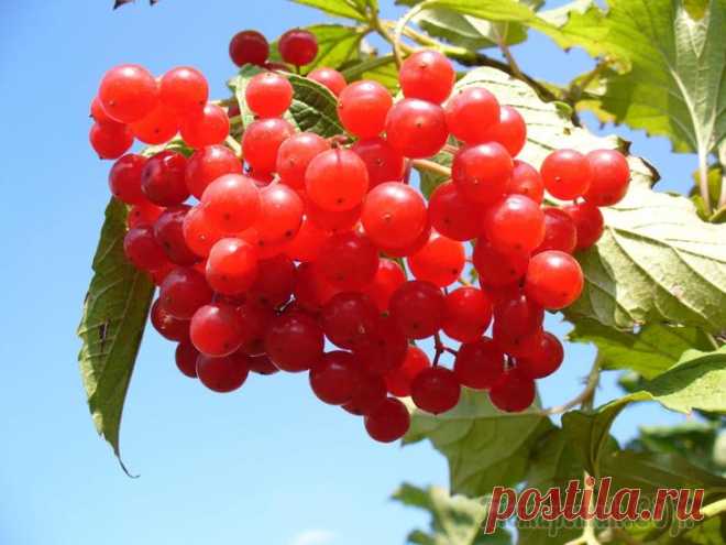 Чем обработать ягодные кусты против болезней и вредителей ранней весной