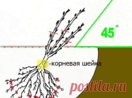 ЧЕМ И КОГДА НУЖНО ПОДКАРМЛИВАТЬ ЧЁРНУЮ СМОРОДИНУ
Ранней весной  лучше всего подкормить азотными удобрениями. Для молодых кустов это будет примерно 40-50 г мочевины под каждое растение; потом, начиная с 4-го года количество мочевины советуют уменьшить до 25-40 граммов (да ещё и поделить на 2 подкормки).
Осенью под каждый куст желательно внести от 4 до 6 кг органики (птичий помёт, компост, навоз), от 10 до 20 г сернокислого калия и примерно по 50 г суперфосфата. Этот набор с...