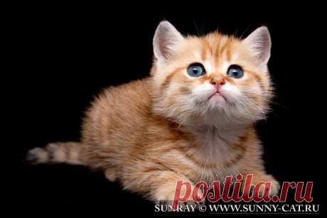 Котенок британский короткошерстный Forester SunRay, окрас черный пятнистый на золоте Pet361 | Питомник SunRay