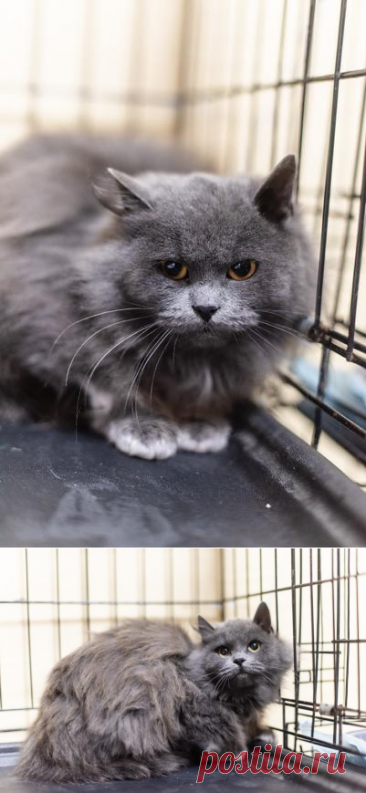 Пушистая красавица Артемида в добрые руки – Зоомилосердие, пользователь Ольга PPR | Группы Мой Мир