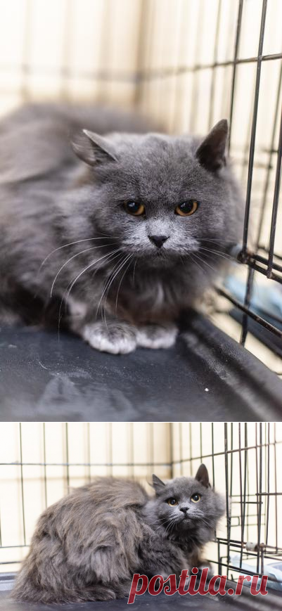 Пушистая красавица Артемида в добрые руки – Зоомилосердие, пользователь Ольга PPR | Группы Мой Мир