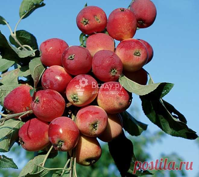 Лучшие сорта яблонь для сибири фото и описание. Ранетки и крупные