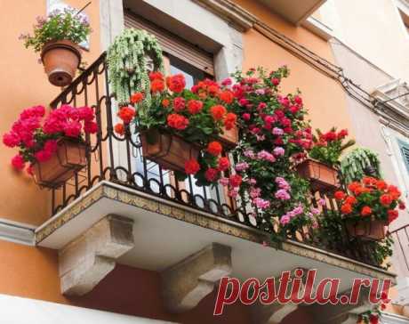 Какие цветы посадить на балконе, чтобы радовали все лето | Идеи дизайна (Огород.ru)