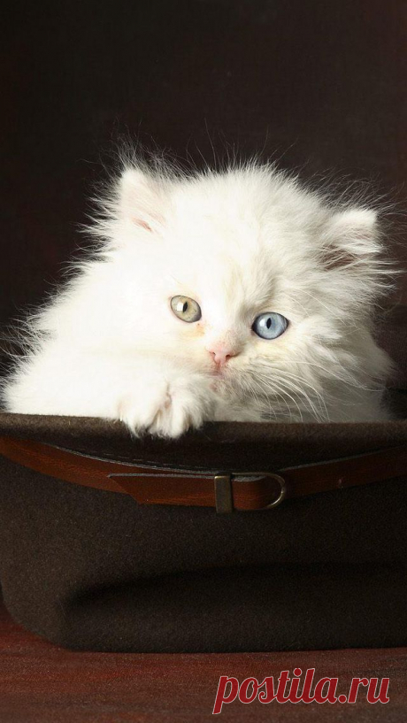 Cute pets - White Cat, Backgrounds
