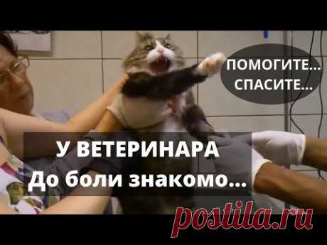 Кот на Приеме у Ветеринара. У Кота Стресс.