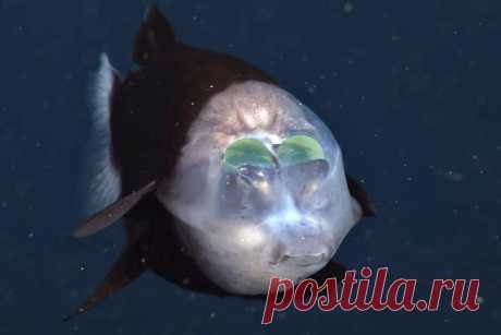 Бочкоглаз: рыба с прозрачной головой и зелёными глазами, которые смотрят сквозь голову | Планетяне | Дзен