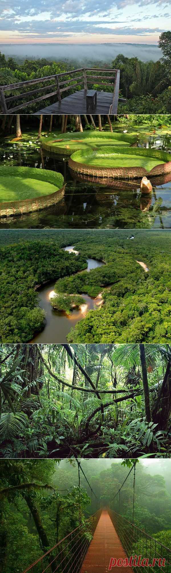 В джунглях Амазонки / Туристический спутник